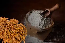 Harina de Gusanos UE Union Europea