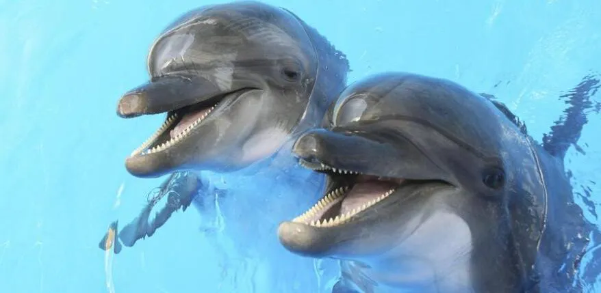 delfines