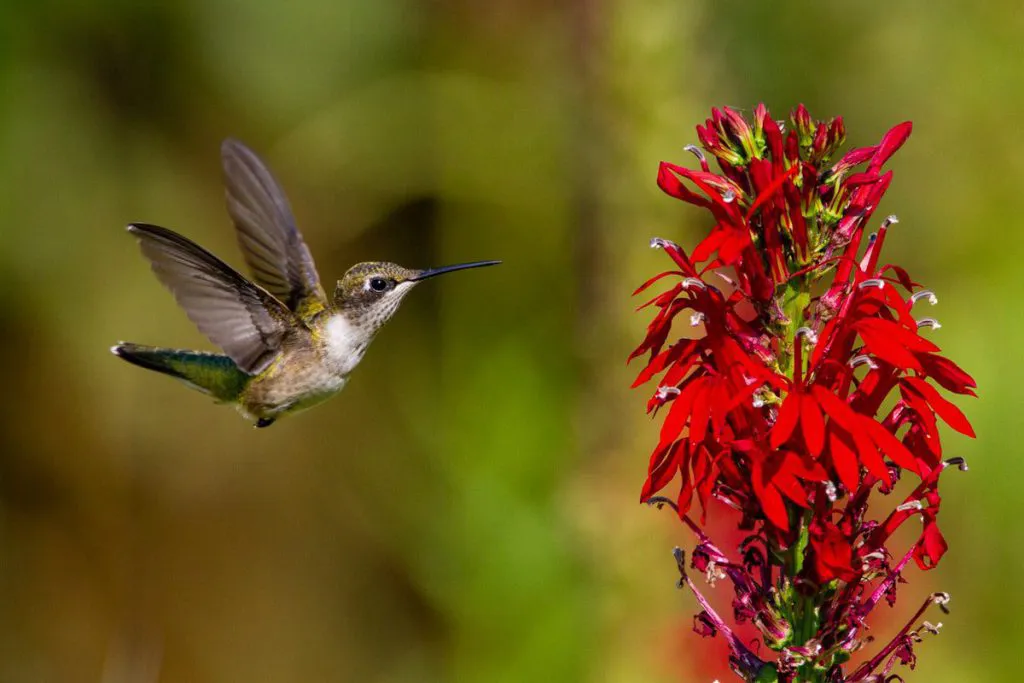 cardinal-flower-with-hummingbird-1024x683